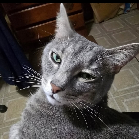 Meet your Posher, Julia - Picture 1 of 1